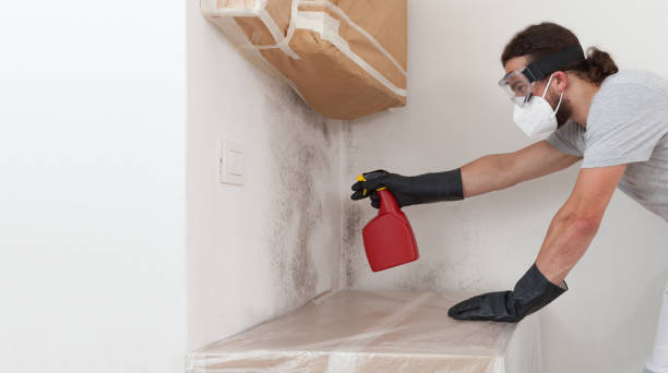 Professional Mold Removal technician working in Bellevue, WA