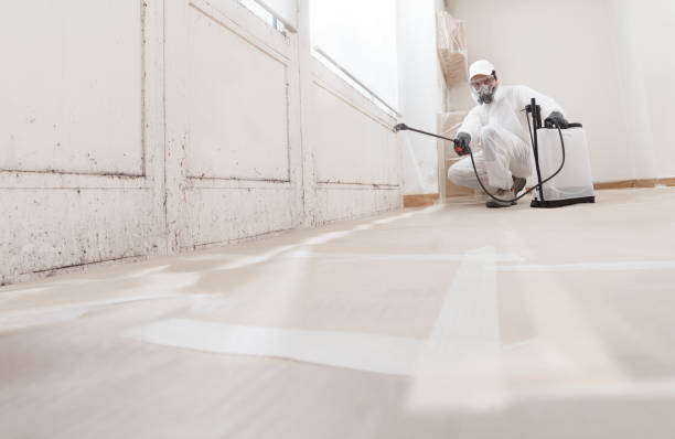 24/7 Emergency Mold Removal experts in Bellevue, WA