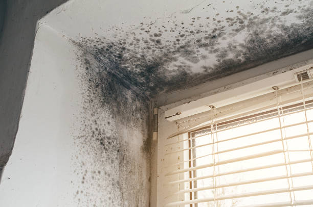 Affordable Mold Removal solutions in Bellevue, WA